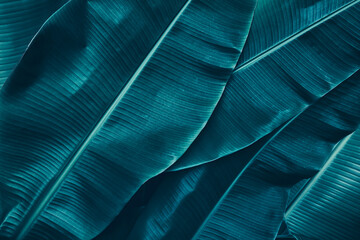 tropical banana palm leaf, dark nature background