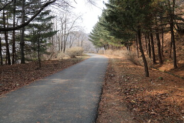 road in the woods