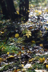 nature