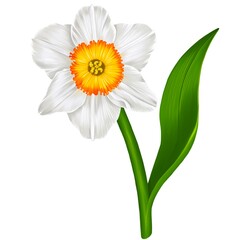 A hand drawn of White Daffodii flower on a white background, create by procreate. A Botanical Illustration looks real.