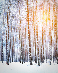 Sunbeams streaking through pine trunks in a winter pine forest after a snowfall at sunrise.