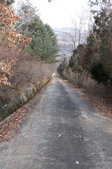path in the woods