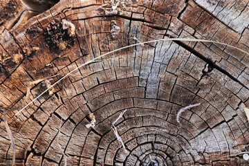 Tree ring abstract background textured. Natural organic texture with cracked and rough surface.