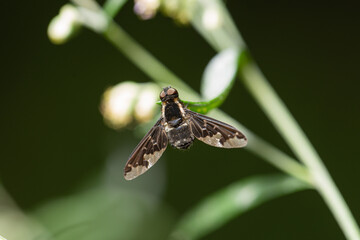 Hemipenthes maura on a plant
