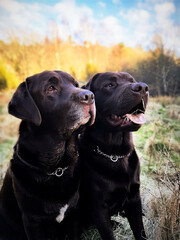 labrador retriever puppy