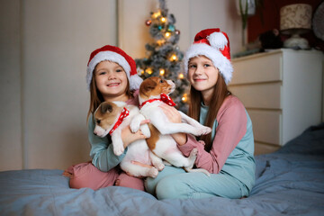 Children in red Santa hats and pajamas with Jack Russell puppies in red bow ties on bed by the Christmas tree, funny New Year photo of children and puppies, a Christmas present, a dream about a pet