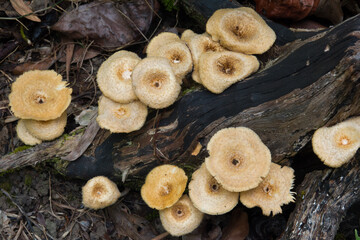 Cluster of Lentinus crinitus fungi growing on log in forest undergrowth. December 2020. Daintree National Park, Queensland, Australia