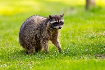 Raccoon at Stanley Park, Vancouver, British Columbia