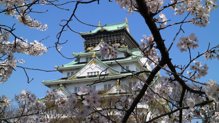 japanese castle in spring with cherry blossom