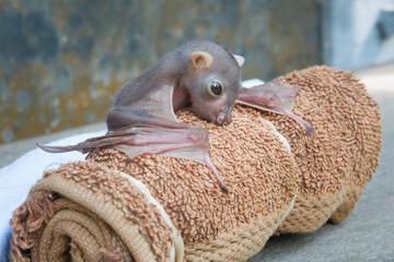 Orphaned Eastern tube-nosed (Nyctimene robinsoni) in care.