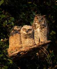 Great Horned Owls 