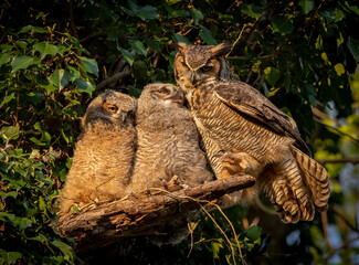Great Horned Owls 