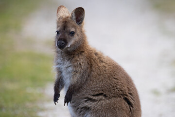 Pademelon taken at Narawntapu National Park, Tasmania, Australia