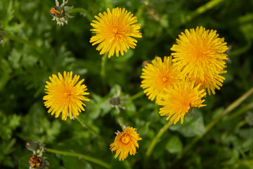 Obraz premium Yellow dandelion flowers (Taraxacum officinale)
