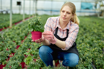 Woman gardener holding pot with tomatoes seedling in sunny greenhouse. High quality photo