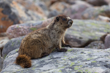 Hoary Marmot along Mount Edith Cavell trail in Jasper National Park, AB, Canada