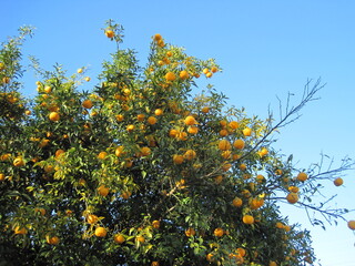 Yuzu tree with lots of fruit