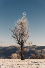 Snow covered tree. Winter forest.