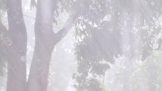 Heavy monsoon rainfall in Western Ghats,Wayanad, with ambient sound