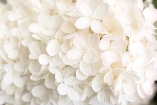 white hydrangea petals beautiful background.white hydrangea flowers tender romantic floral background.Background of white delicate flowers of hydrangea blooming in the garden.Soft focus. © Red diamond