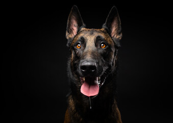 Portrait of a Belgian shepherd dog on an isolated black background.