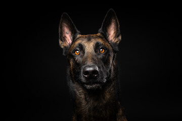 Portrait of a Belgian shepherd dog on an isolated black background.