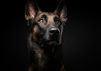 Portrait of a Belgian shepherd dog on an isolated black background.