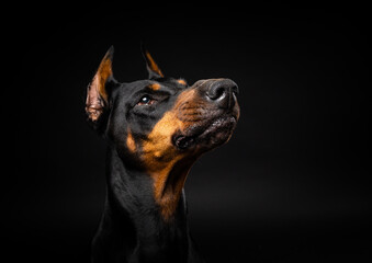 Portrait of a Doberman dog on an isolated black background.