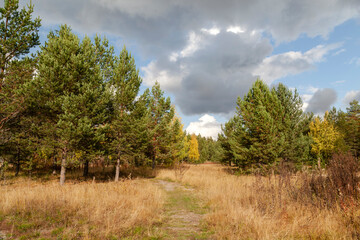 Fototapeta na wymiar forest in autumn