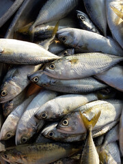 Close up group of Short mackerel ( Rastrelliger brachysoma ) fishes. Sea fish in market. Thailand