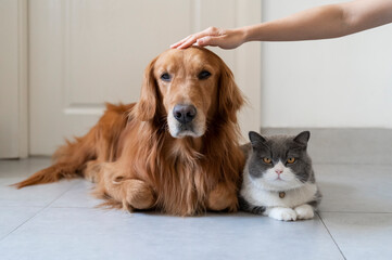 British Shorthair and Golden Retriever, stroking the head of the Golden Retriever