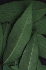 Abstract, nature Green leaf background and beautiful wallpaper.