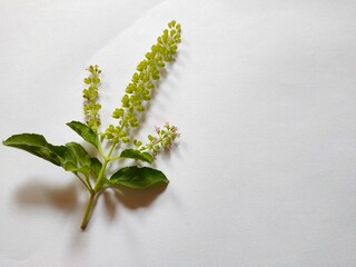 white flower in a vase