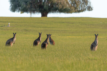 grazing Kangaroos east of Esperance in Western Australia