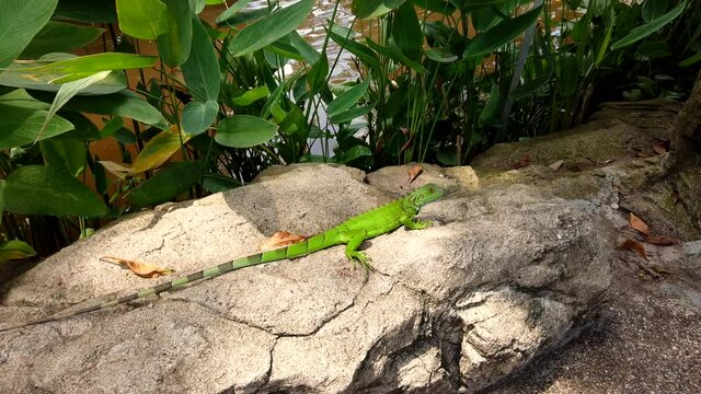 Green little lizard iguana crawling over rocky stones with river on background closeup. Reptiles animals in the wild tropical environment.
