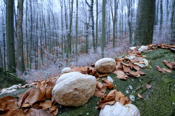 Polypores on a fallen tree trunk in a frozen forest. Frost on trees, first frost
