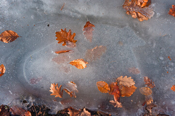 Red autumn oak leaves are frozen into the ice. Winter texture