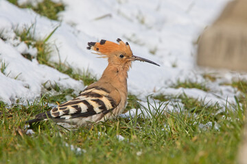 Eurasian Hoopoe (Upupa epops), a rare overshoot migrant, in snow in west Cornwall, England, UK.