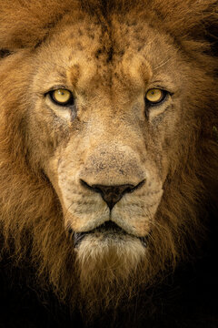 portrait of a lion