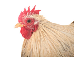 pekin chicken in studio