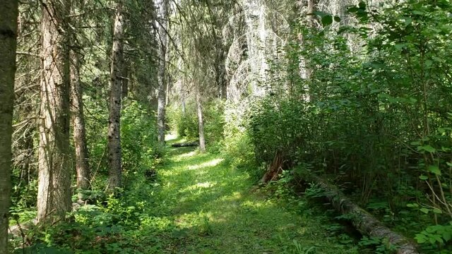 Tracking along the Shell River Valey Hiking Trail in Duck Mountain Provincial Park, Manitoba, Canada (3)