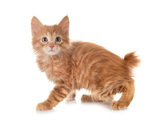 Kurilian Bobtail in studio