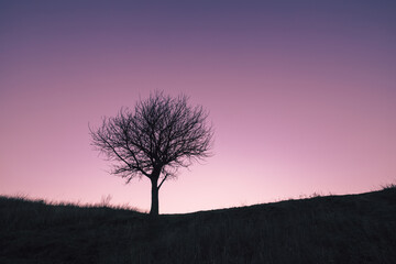 Fototapeta na wymiar Lonely tree on an autumn hill. Silhouette of a tree without leaves on a grass hill against a clear sunset sky in magenta cold tones.