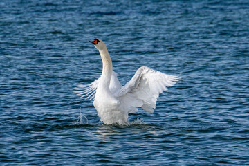 Swan in the sea
