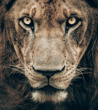 portrait of a lion