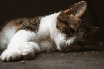 primer plano de gato sobre base oscura y fondo negro meme cordoba argentina