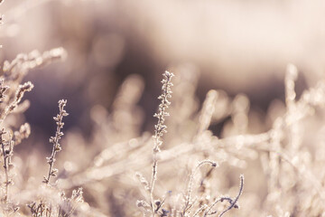 Frozen meadow