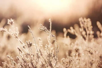 Selbstklebende Fototapeten Frozen meadow © Galyna Andrushko