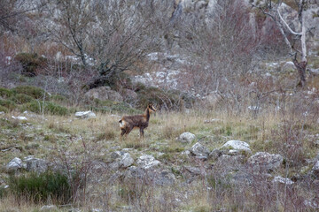 Profile of a chamois in the mountains snowing. Rupicapra rupicapra. Hoces de Vegacervera, León, Spain.