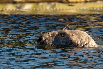Fototapeta premium Grey Seal In The Sea 